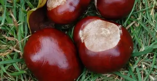 Does Horse Chestnut Extract Have Sedative Effects?